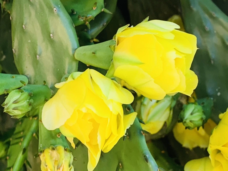 IMG_4335.jpg?type=w966