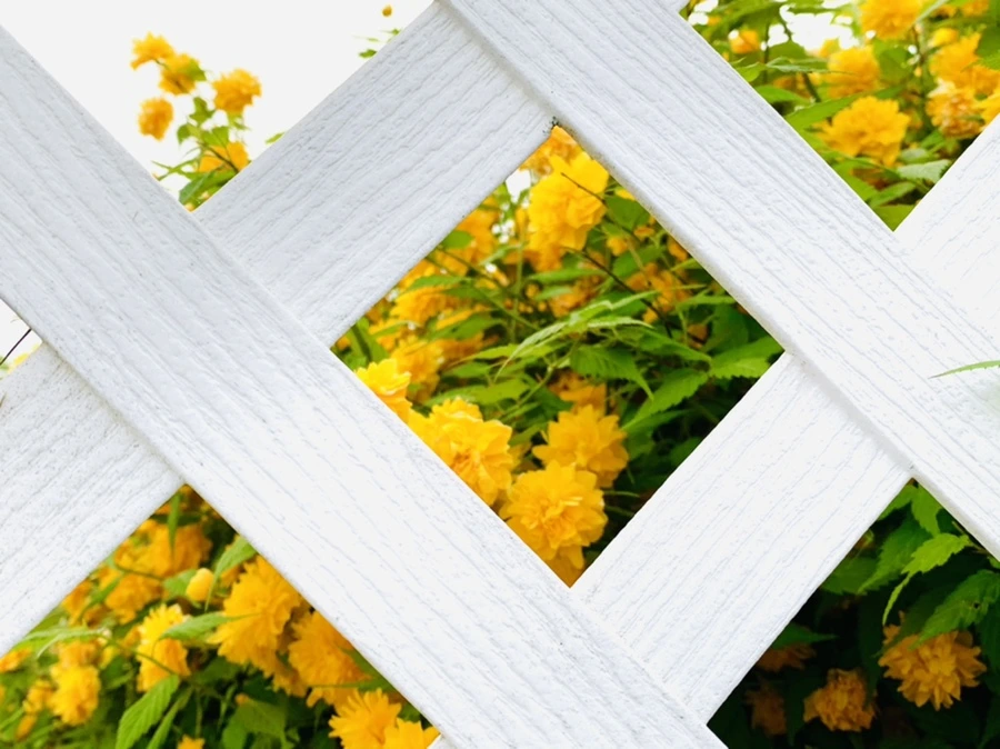 IMG_0516.jpg?type=w966