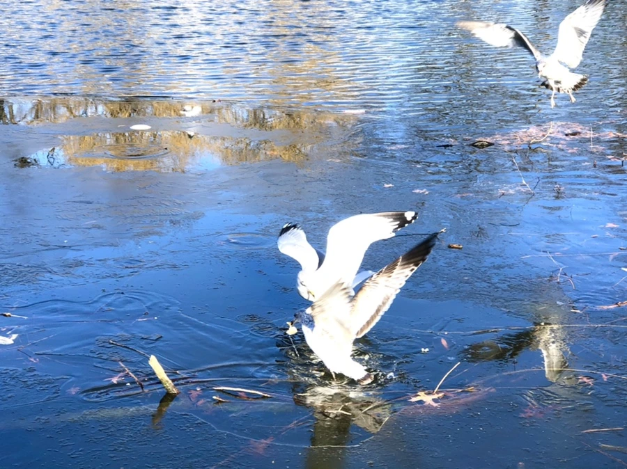 IMG_0512.jpg?type=w966