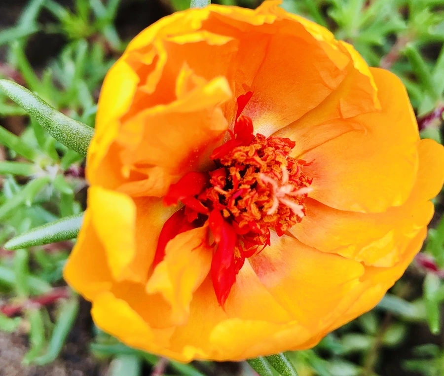 IMG_1272.jpg?type=w966