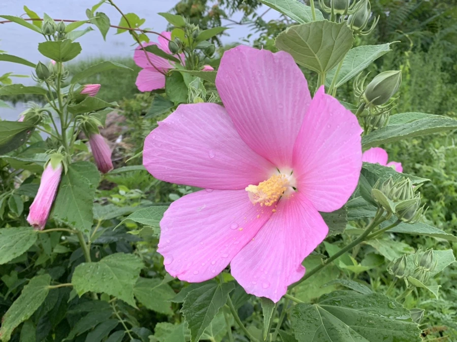 IMG_6938.jpg?type=w966