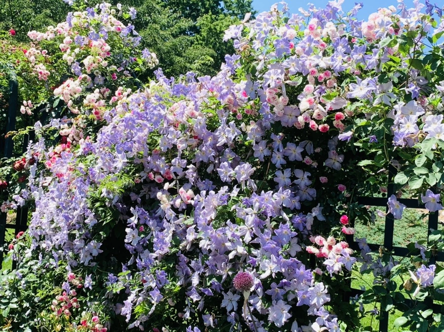 IMG_4123.jpg?type=w966