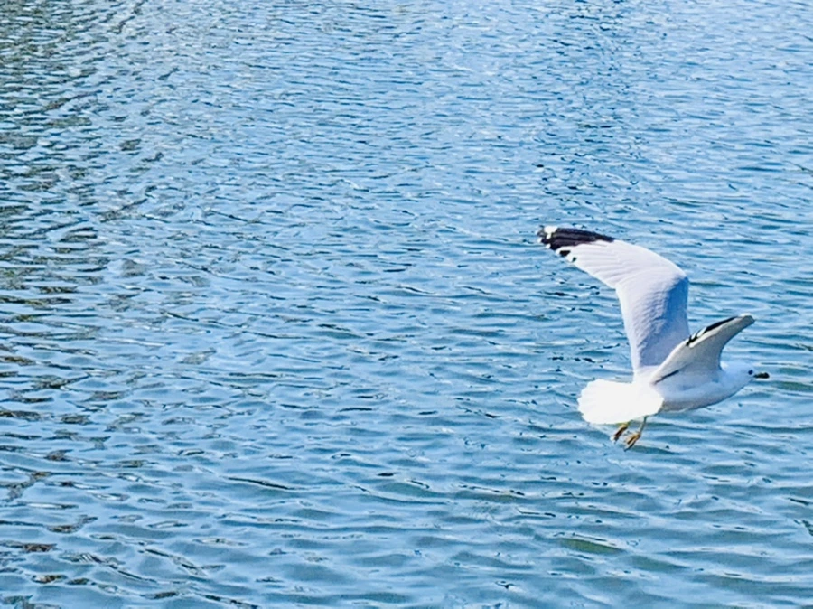 IMG_9384.jpg?type=w966