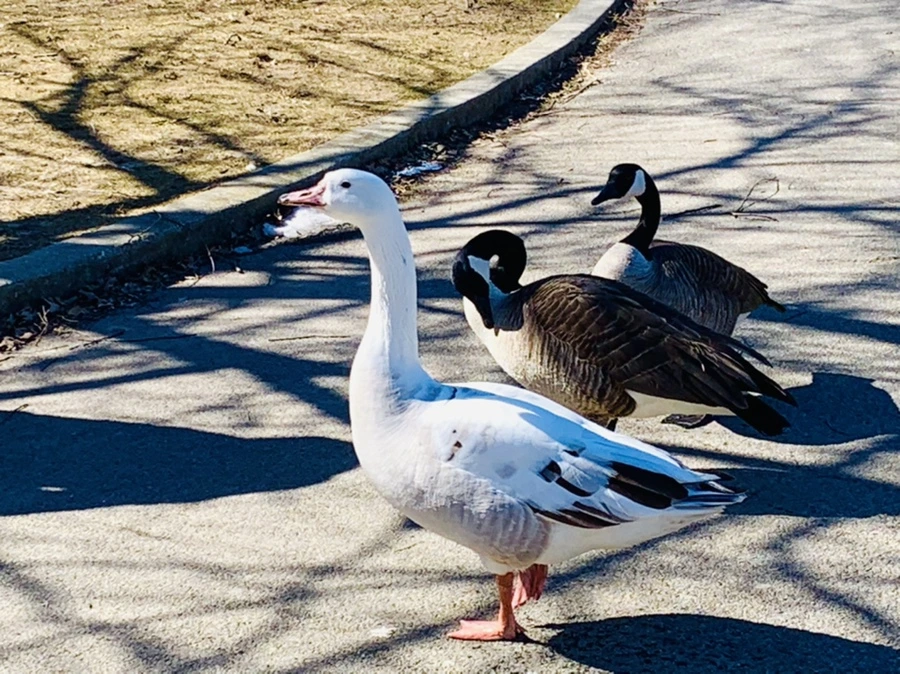 IMG_8266.jpg?type=w966