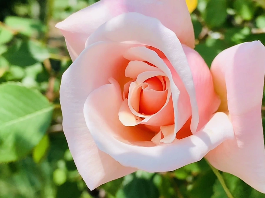 IMG_4289.jpg?type=w966