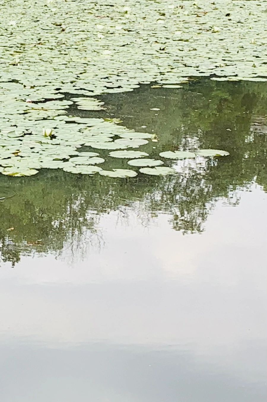 IMG_1555.jpg?type=w966