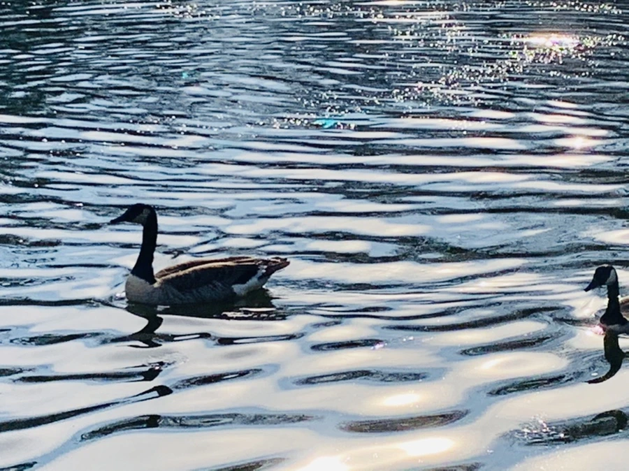 IMG_0369.jpg?type=w966