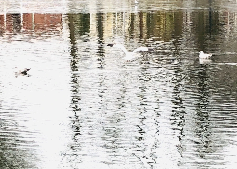 IMG_1001.jpg?type=w966