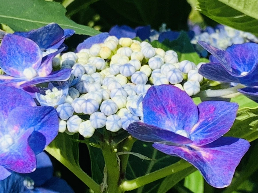 IMG_0322.jpg?type=w966