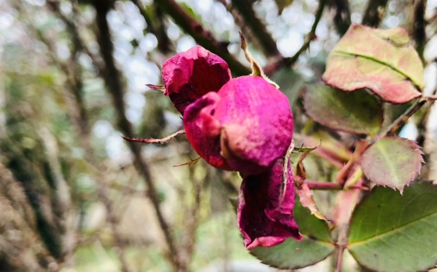 IMG_8007.jpg?type=w966