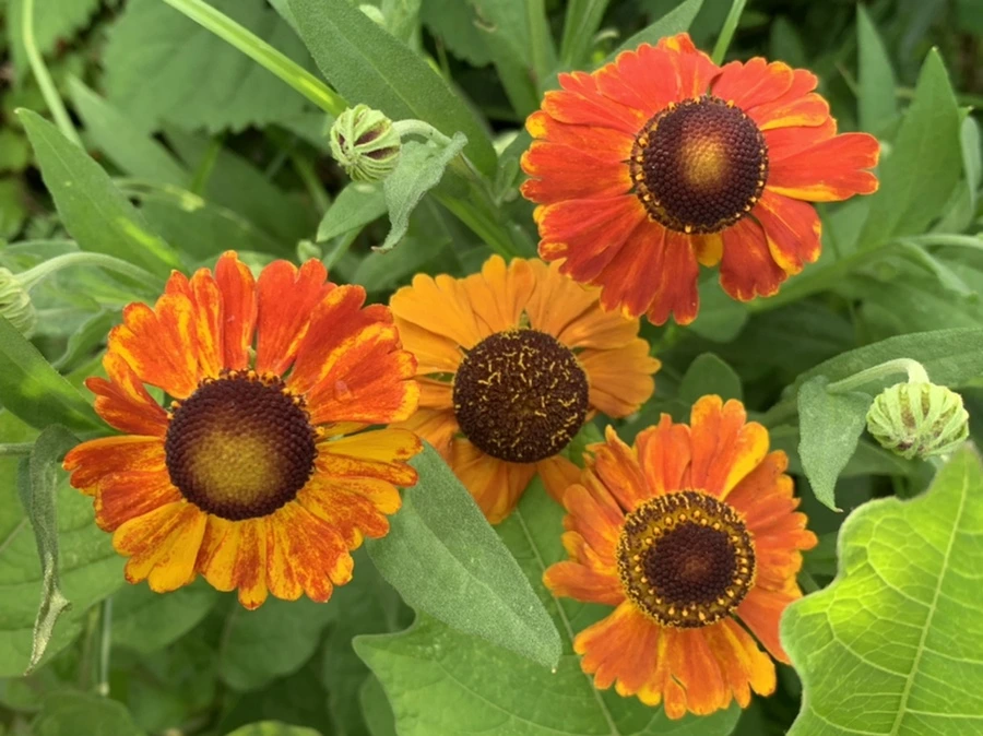 IMG_5994.jpg?type=w966