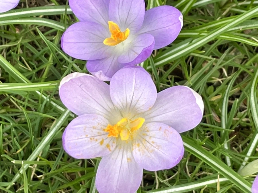 IMG_4075.jpg?type=w966