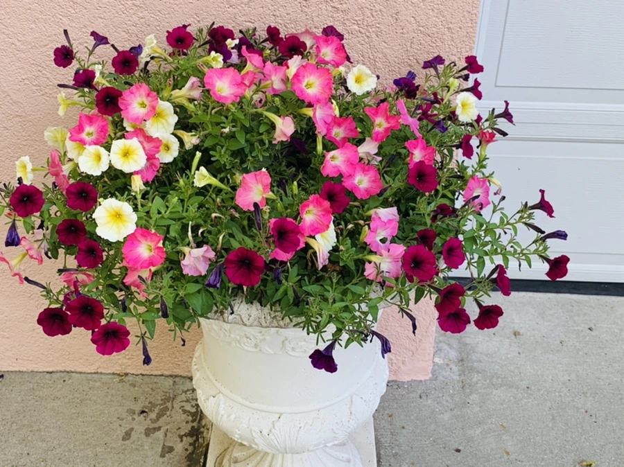 IMG_5301.jpg?type=w966