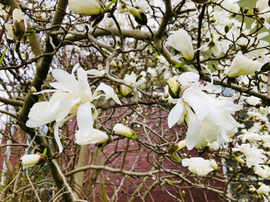 IMG_2621.jpg?type=w966