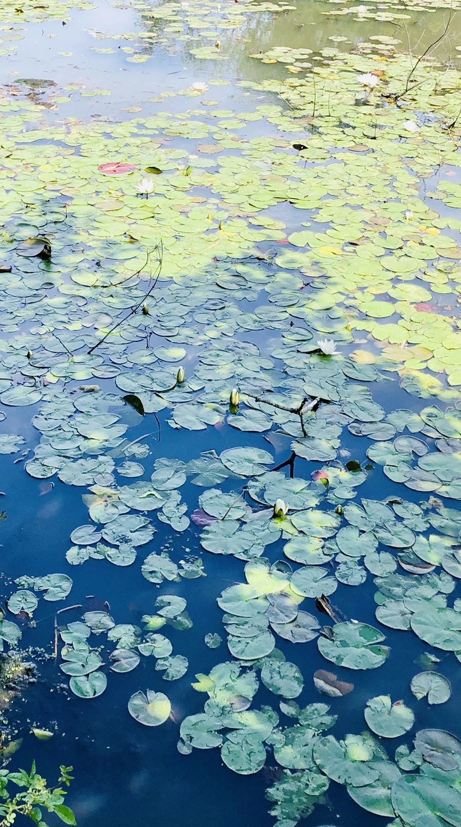 IMG_9414.jpg?type=w966