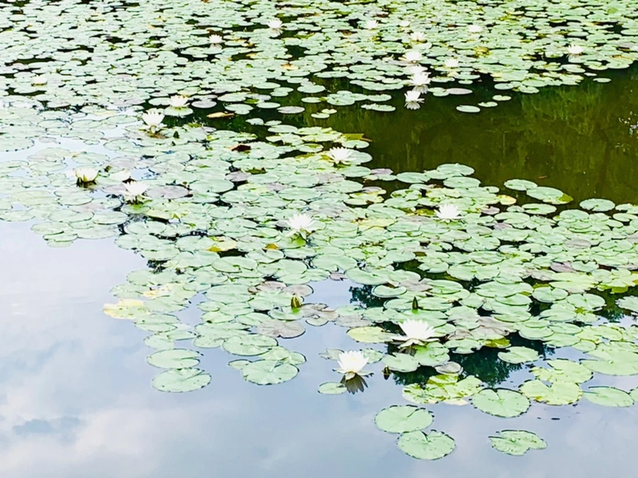 IMG_2295.jpg?type=w966