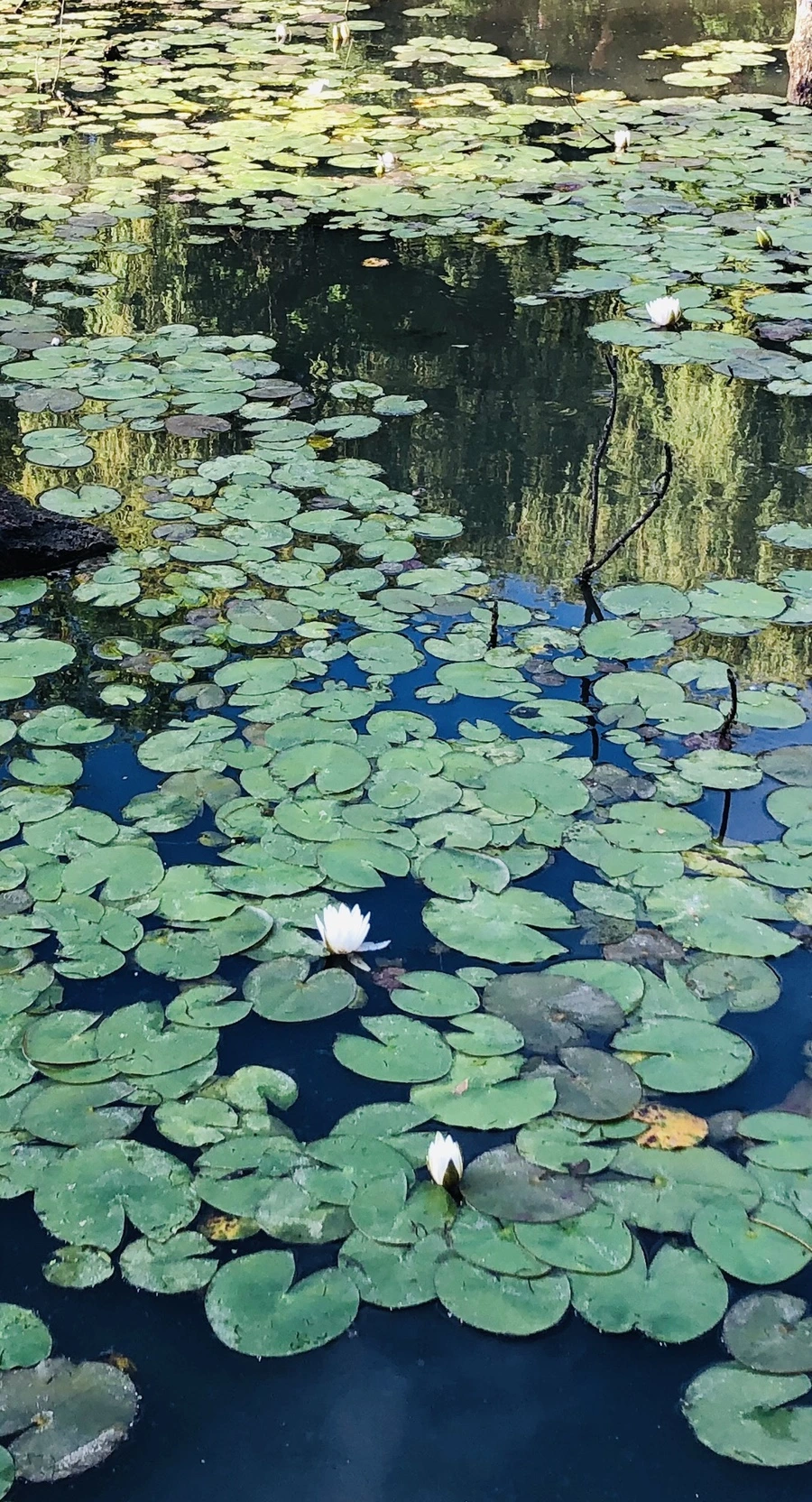 IMG_9204.jpg?type=w966