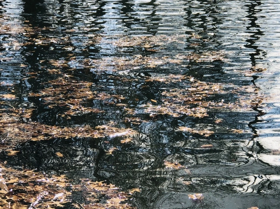 IMG_4361.jpg?type=w966