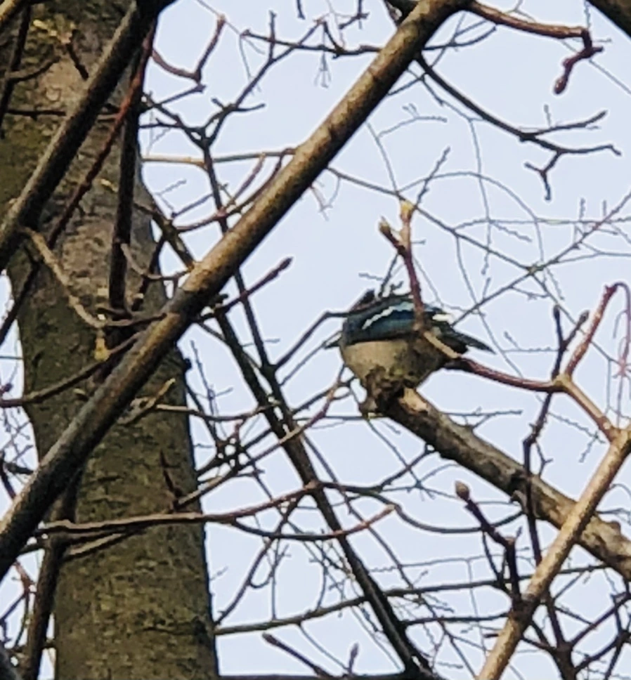 IMG_4652.jpg?type=w966