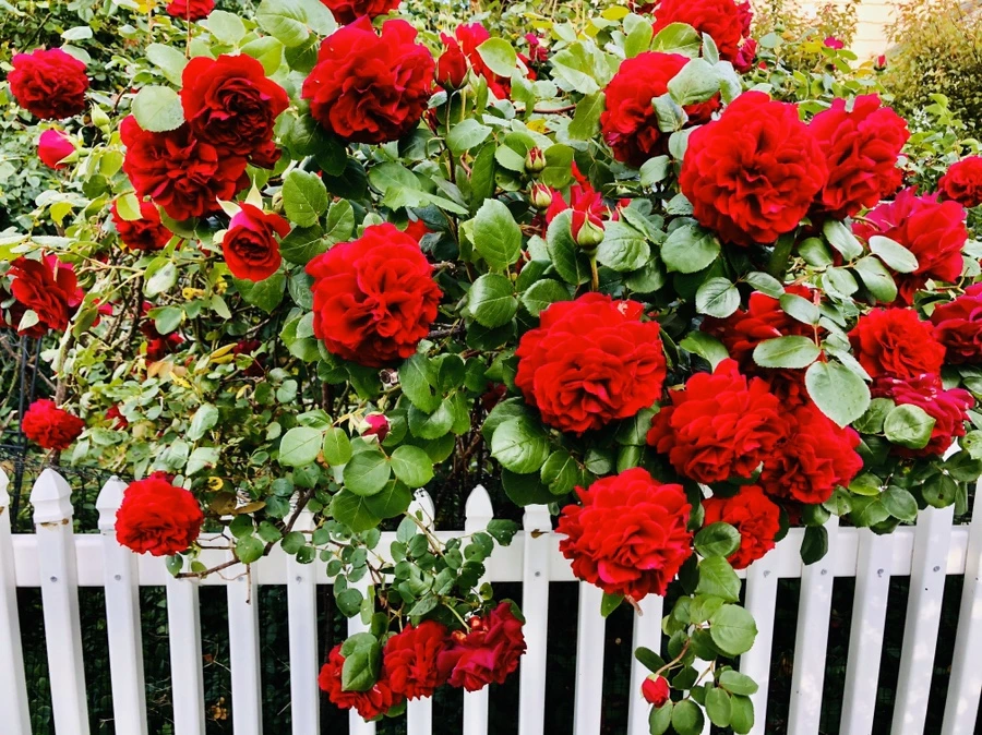 IMG_7621.jpg?type=w966