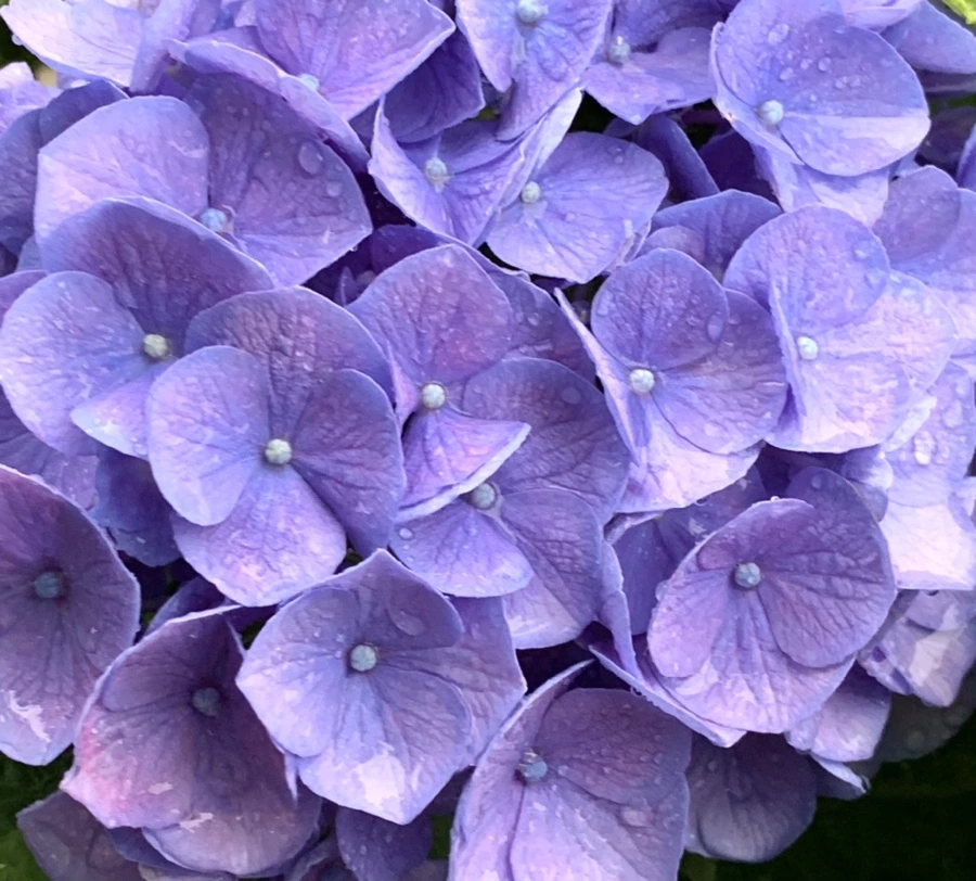 IMG_6196.jpg?type=w966