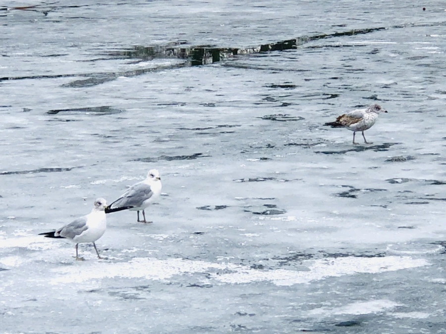 IMG_6372.jpg?type=w966