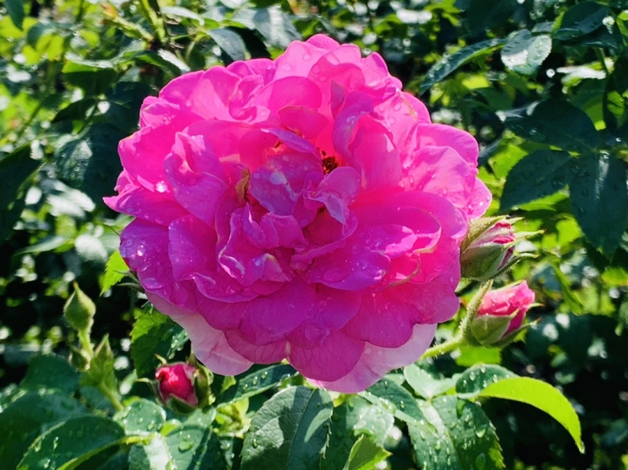 IMG_8396.jpg?type=w966