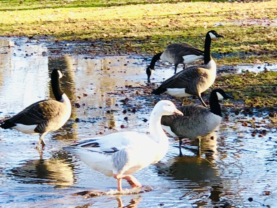 IMG_9299.jpg?type=w966