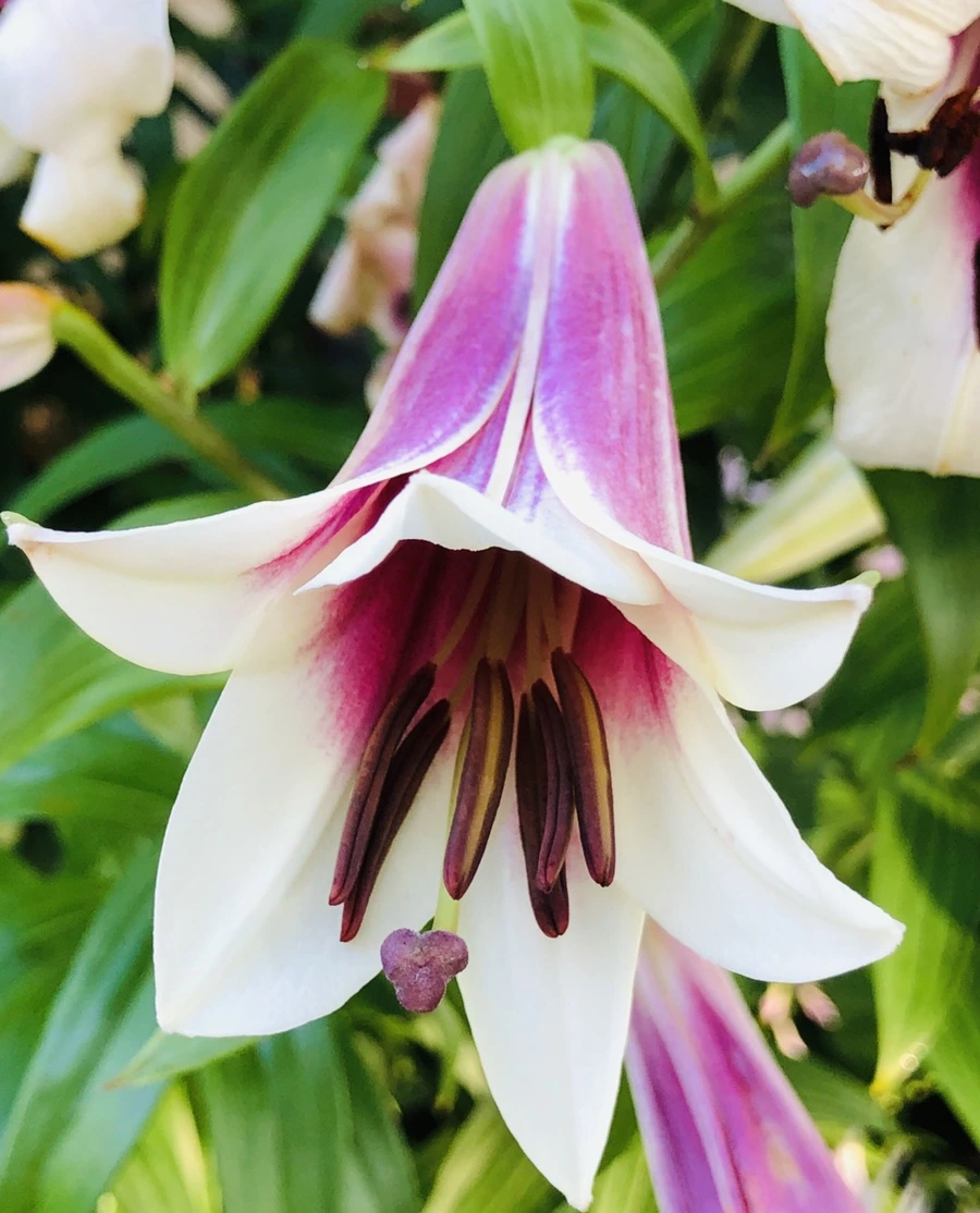 IMG_1901.jpg?type=w966