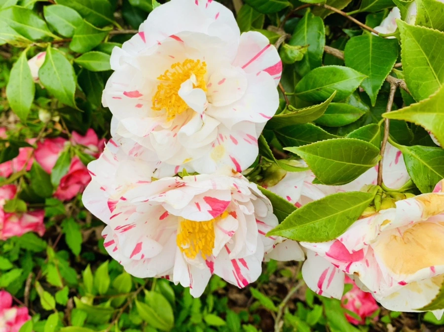 IMG_1360.jpg?type=w966