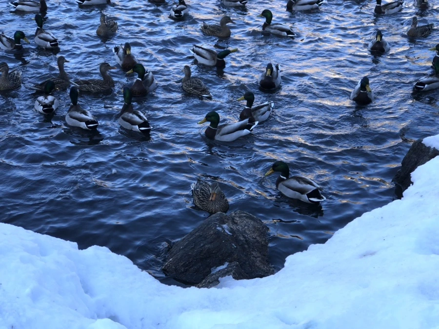 IMG_9654.jpg?type=w966