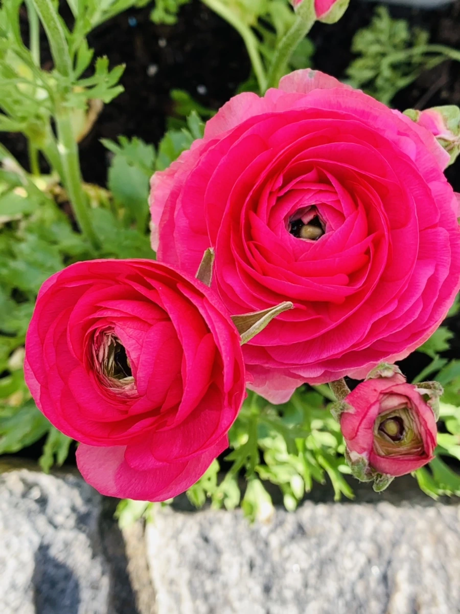 IMG_1044.jpg?type=w966