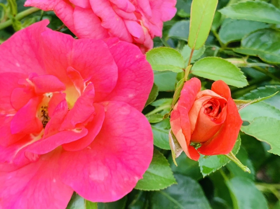 IMG_8711.jpg?type=w966