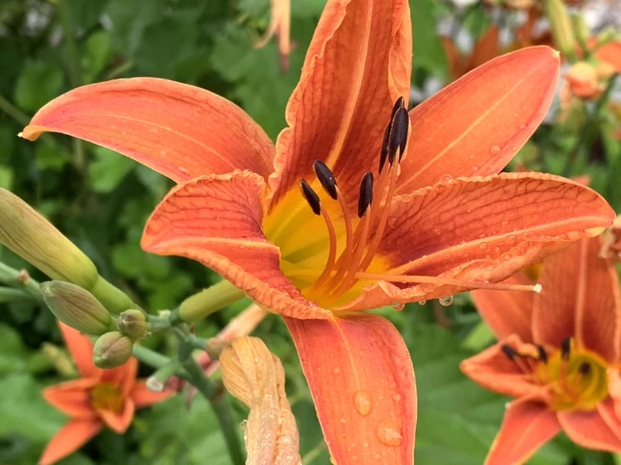 IMG_3584.jpg?type=w966