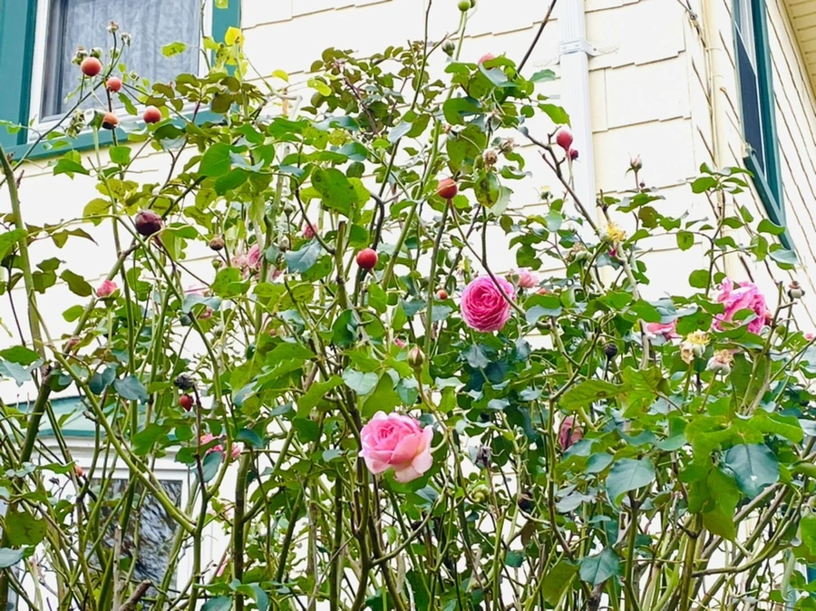 IMG_6192.jpg?type=w966