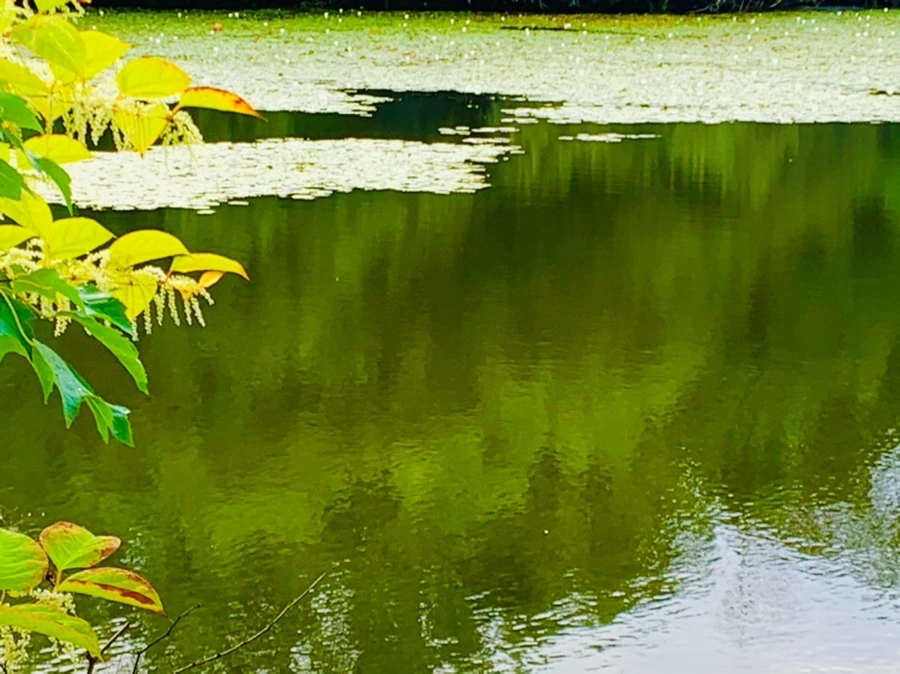 IMG_5826.jpg?type=w966