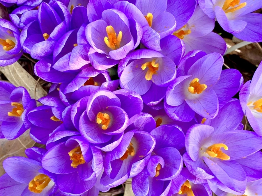 IMG_0156.jpg?type=w966