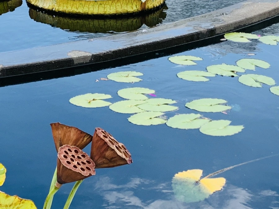 IMG_9093.jpg?type=w966