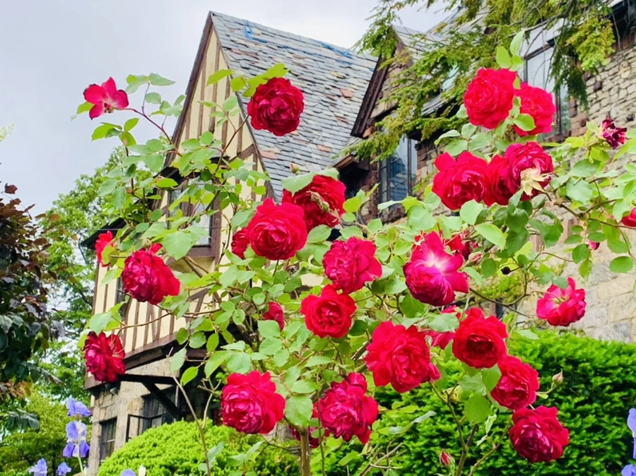 IMG_6158.jpg?type=w966