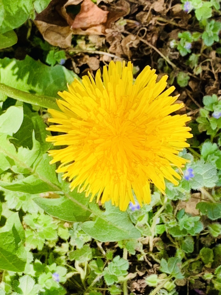 IMG_4524.jpg?type=w966