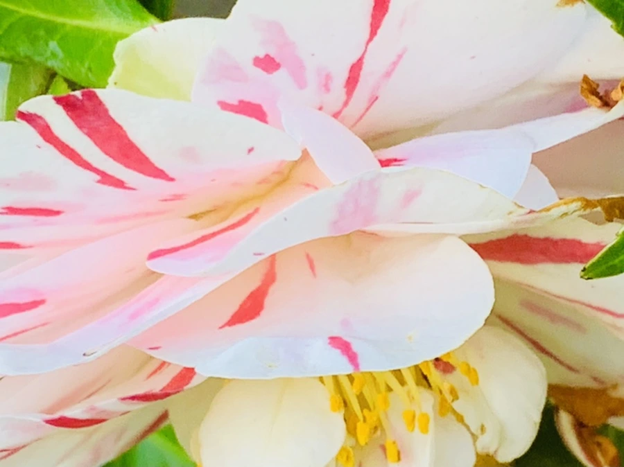 IMG_8304.jpg?type=w966