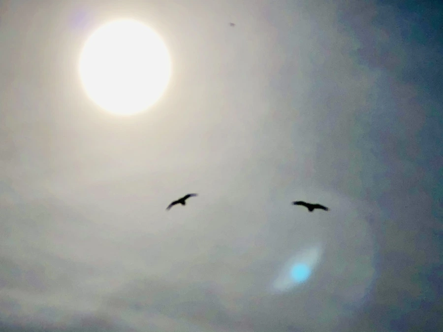 IMG_3176.jpg?type=w966