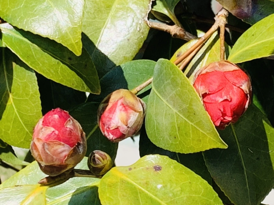 IMG_4342.jpg?type=w966