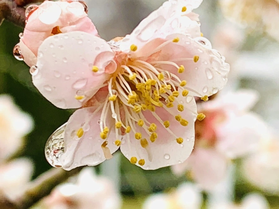 IMG_1930.jpg?type=w966