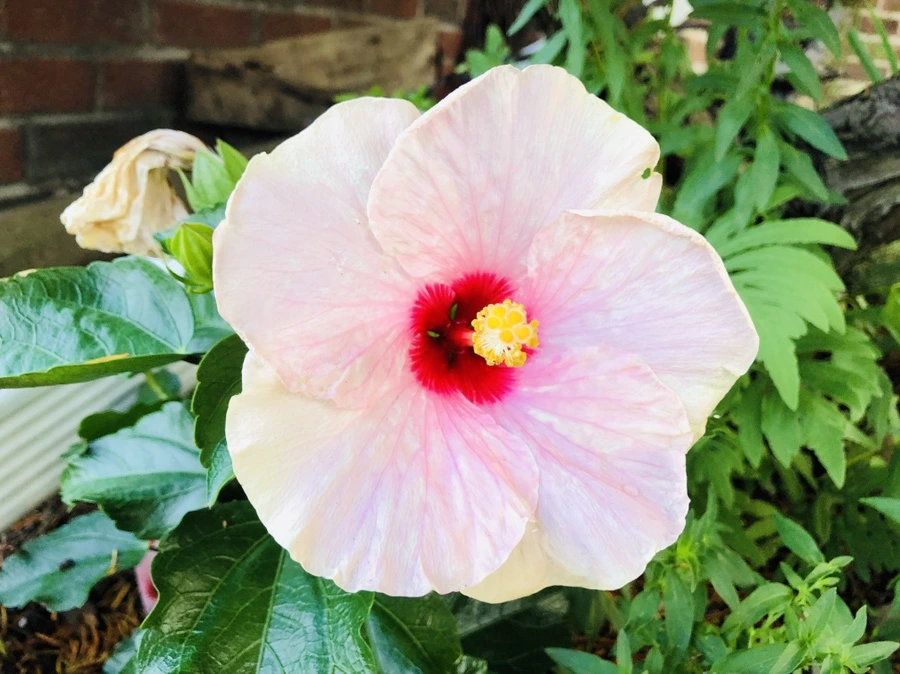 IMG_0514.jpg?type=w966