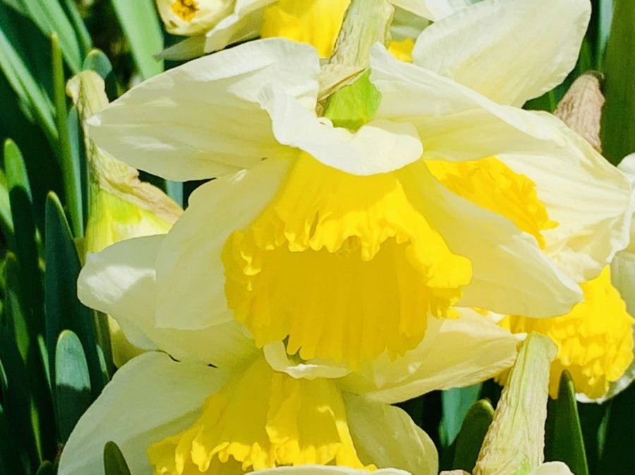 IMG_4303.jpg?type=w966