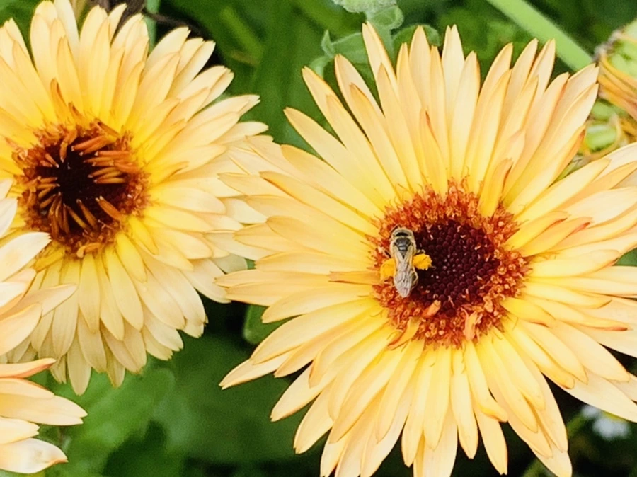 IMG_9167.jpg?type=w966