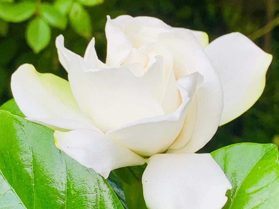 IMG_1063.jpg?type=w966