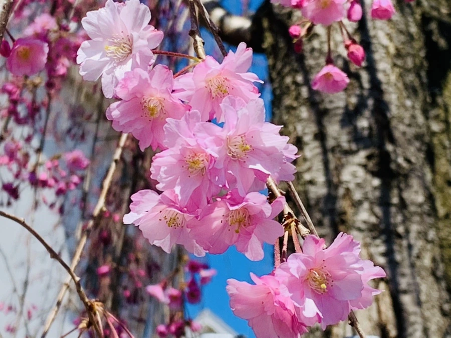 IMG_8312.jpg?type=w966