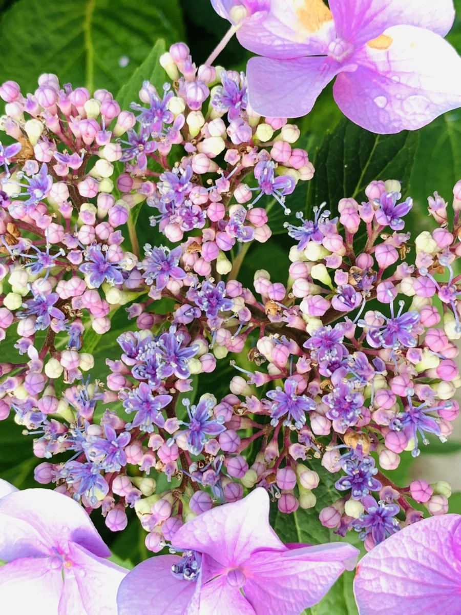 IMG_6005.jpg?type=w966